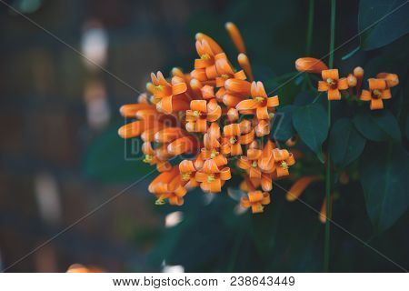 Image Of Brightful Orange Tropical Flowers. Close-up Of Orange Trumpet, Flame Flower, Fire-cracker V