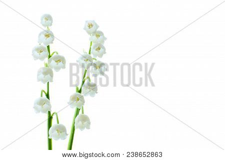Lily Of The Valley, A Species Of Rhizome Perennials From The Monotype Type Lily Of The Valley.