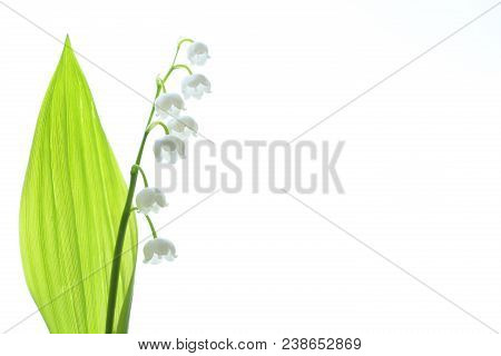 Lily Of The Valley, A Species Of Rhizome Perennials From The Monotype Type Lily Of The Valley.