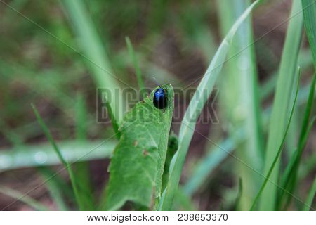 A Small Bug On A Green Blade Of Grass