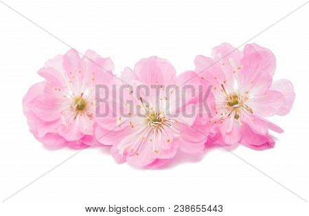 Blossoming Branch Of Almond (prunus Triloba) On A White Background