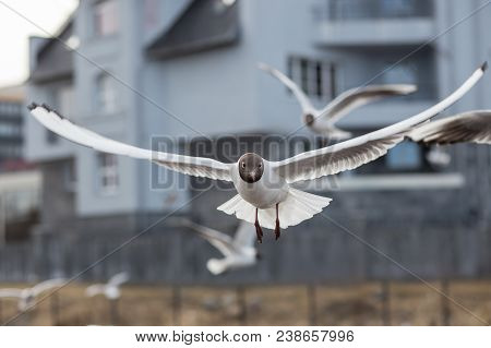 Black-headed During Flying. Lake Birds. Big Wings. City Background