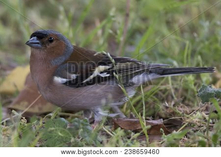 Finch Fringilla Coelebs Bird On Tree