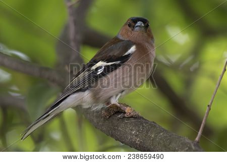 Finch Fringilla Coelebs Bird With Mange On Legs