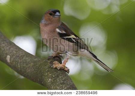 Finch Fringilla Coelebs Bird With Mange On Legs