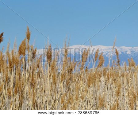 Marsh Grass Near The Great Salt Lake With The Wasatch Mountains In The Background