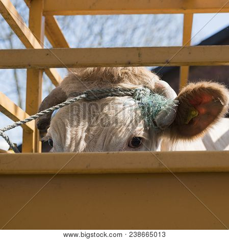 Blonde D'aquitaine Cow Ready For Transport In Cart