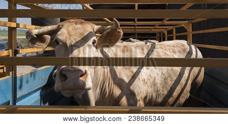 Blonde D'aquitaine Cow Ready For Transport In Cart
