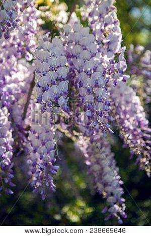 Blooming Violet Wisteria Tree In Spring Garden