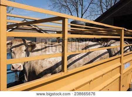Blonde D'aquitaine Cow Ready For Transport In Cart