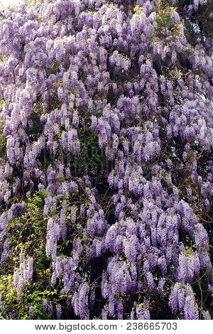 Blooming Violet Wisteria Tree In Spring Garden