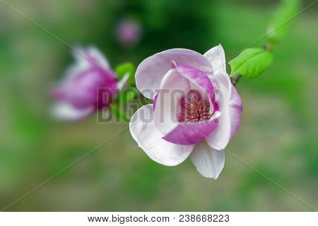 Magnolia Blooms. Magnolia Tree In Bloom Beautiful Purple Flowers In Spring.