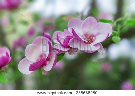 Magnolia Blooms. Magnolia Tree In Bloom Beautiful Purple Flowers In Spring.