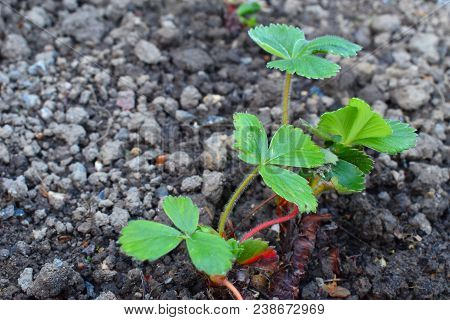 Closeup Of A Young Strawberry Plant Growing On An Allotment With Copy Space.