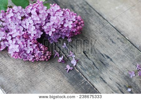 Spring Flowers. Purple Lilac Flowers Frame On Rustic Textured Gray Wooden Background.