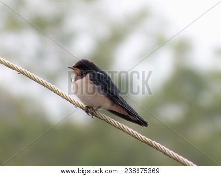 Young Swallow Perching On Wire Before Migrating