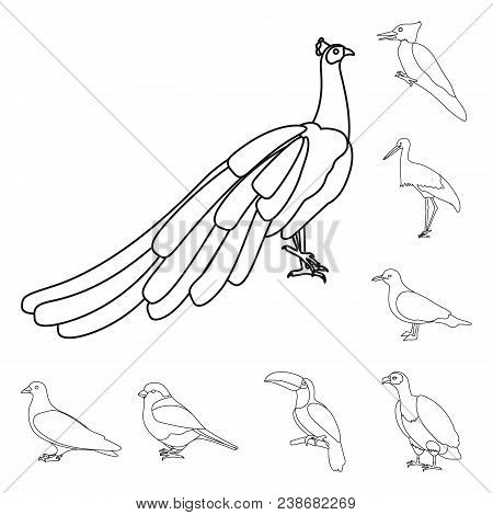 Types Of Birds Outline Icons In Set Collection For Design. Home And Wild Bird Vector Symbol Stock  I