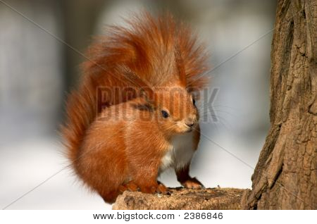 Eichhörnchen