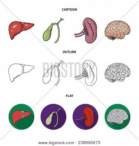 Liver, Gallbladder, Kidney, Brain. Human Organs Set Collection Icons In Cartoon, Outline, Flat Style