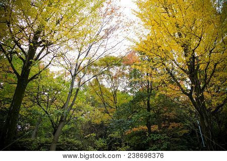 The Colorful Yellow Ginko Leaves Branch Tree., Golden Leaves Of Gingko Trees
