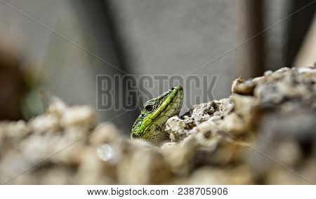 Closeup Green Lizard-gecko- Hiding Behind The Wall/ Creepy In The Wild Nature. Wild Life Next To Man