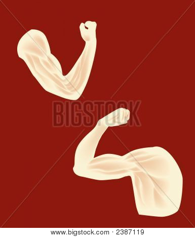 Muscle.Eps