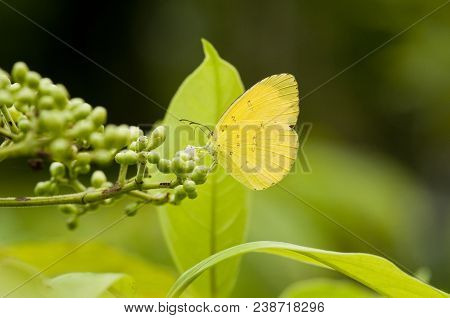 Three Spot Grass Yellow (eurema Blanda Snelleni) Is Feeding On Buas-buas (premna Serratifolia) Flowe