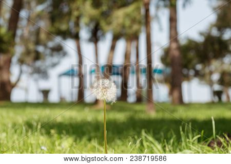 Dandelion On The Feald, Blurry Trees Background