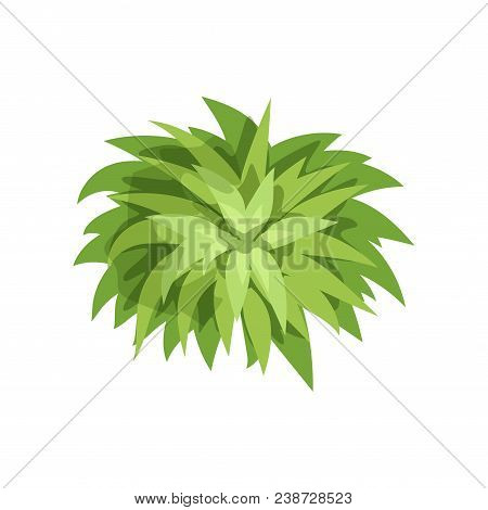 Summer Green Plant, Landscape Natural Design Element, Top View Vector Illustration Isolated On A Whi