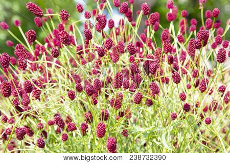 Sunny Colorful Closeup Shot Of Dense Wildflower Including Lots Of Great Burnet Flowers At Summer Tim