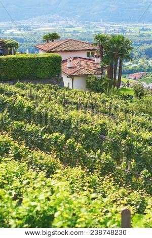 Beautiful Swiss Grapeyard In Alps, Canton Of Ticino