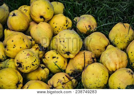 Quince Apples On A Grass. Organic Natural Quince Apples On A Grass At Fall. Serbia, Europe.