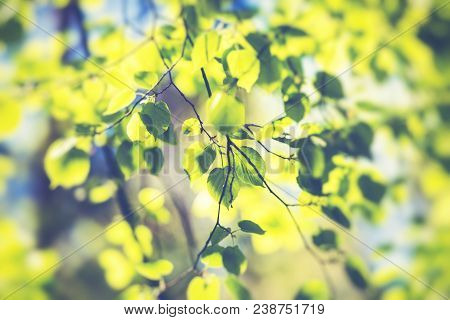 Blossom Tree Over Nature Background. Spring Flowers. Spring Background.