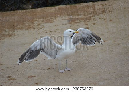 Lesser Black Back Gull Spreading Wings On Harbour Quay