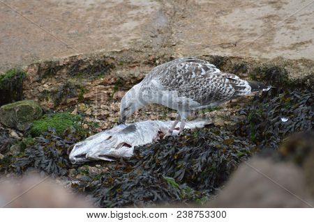 Juvenile Gull Feeding On Dead Fish By Harbour