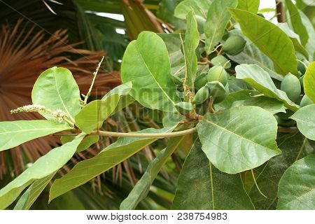 Green Color Unripe Indian Almond Fruits On The Tree (tropical Almond, Combretaceae). Leaves For Aqua