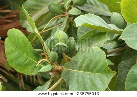 Green Color Unripe Indian Almond Fruits On The Tree (tropical Almond, Combretaceae). Leaves For Aqua