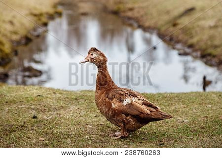 Brown Duck Near The Volom. Country Side