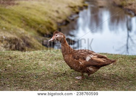 Brown Duck Near The Volom. Country Side