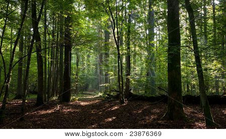Path Crossing Deciduous Stand Of Bialowieza Forest