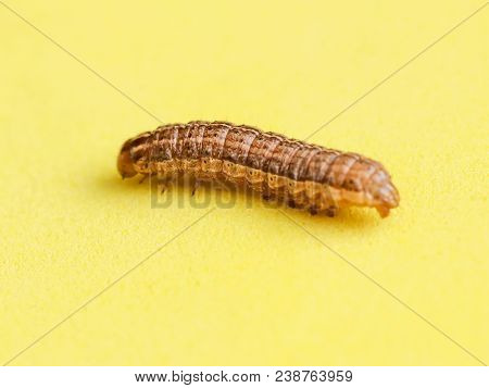 The Caterpillar Crawls On A Yellow Background .