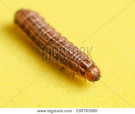 The Caterpillar Crawls On A Yellow Background .
