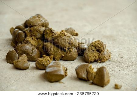 New Feces Horse Big On The Ground.