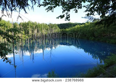 Aoiike Blue Pond With Reflection Of Tree In Biei, Hokkaido