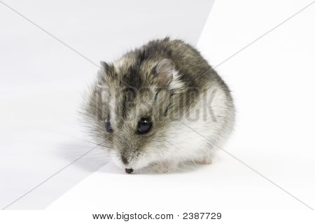 Criceto nano
