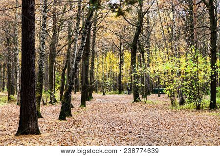 Path With Fallen Leaves In Urban Timiryazevskiy Park In Moscow City In Autumn