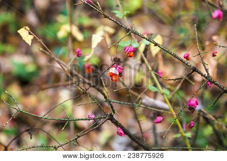 Poisonous Ripe Fruits On Branch Of Euonymus Bush In Urban Timiryazevskiy Park In Moscow City In Autu