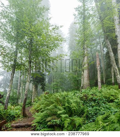 Photo Of Forest With Fern In Summer Day