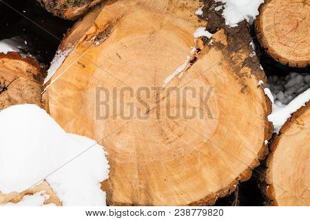 Sawed Tree Trunk In Urban Timiryazevskiy Park In Moscow City In Winter