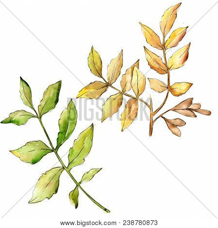 Ash Leaves In A Watercolor Style Isolated. Aquarelle Leaf For Background, Texture, Wrapper Pattern, 